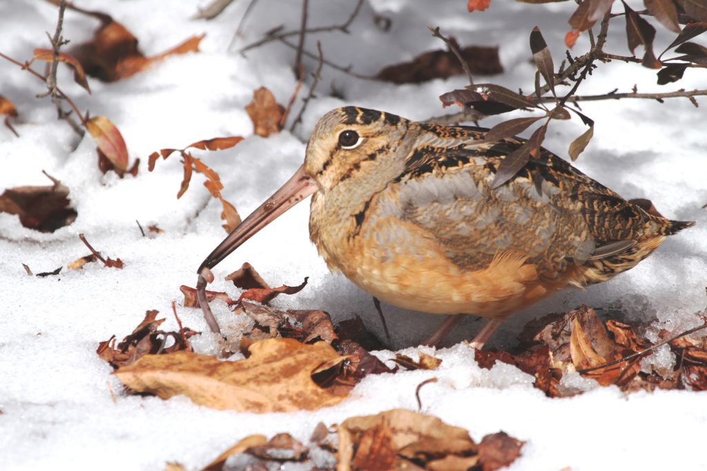 American Woodcock, a bird, in snow-covered leaves