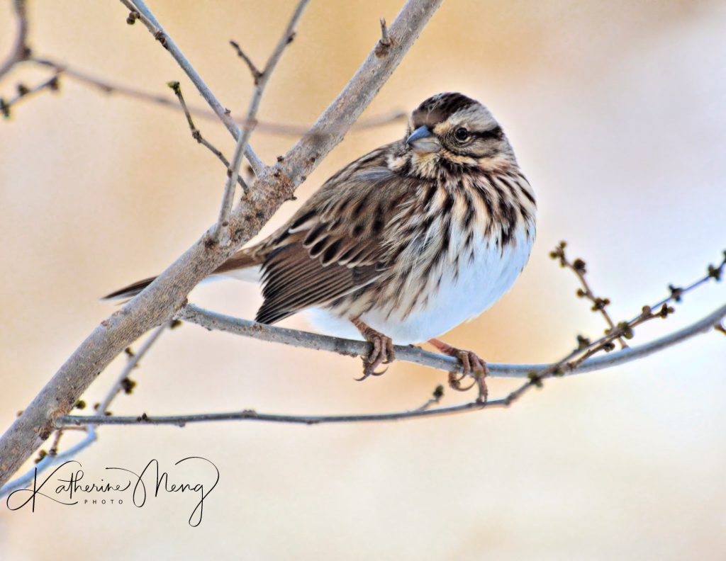 Song Sparrow on branch, by Kay Meng