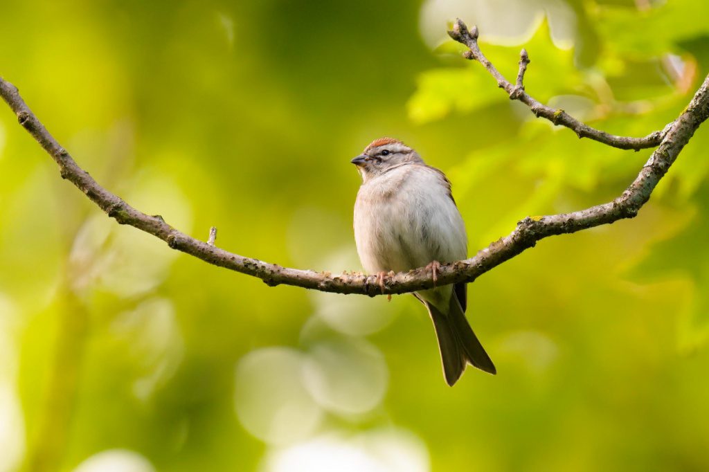 Chipping Sparrow, by John Drake