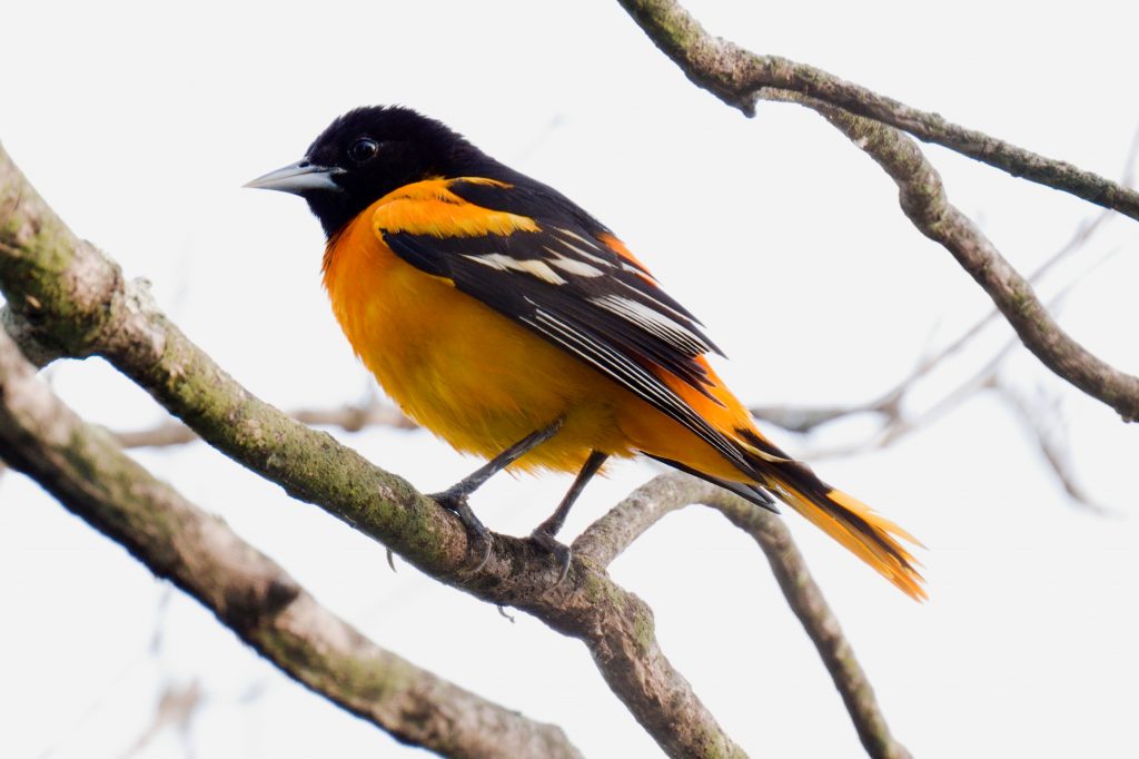 Baltimore Oriole, by John Drake