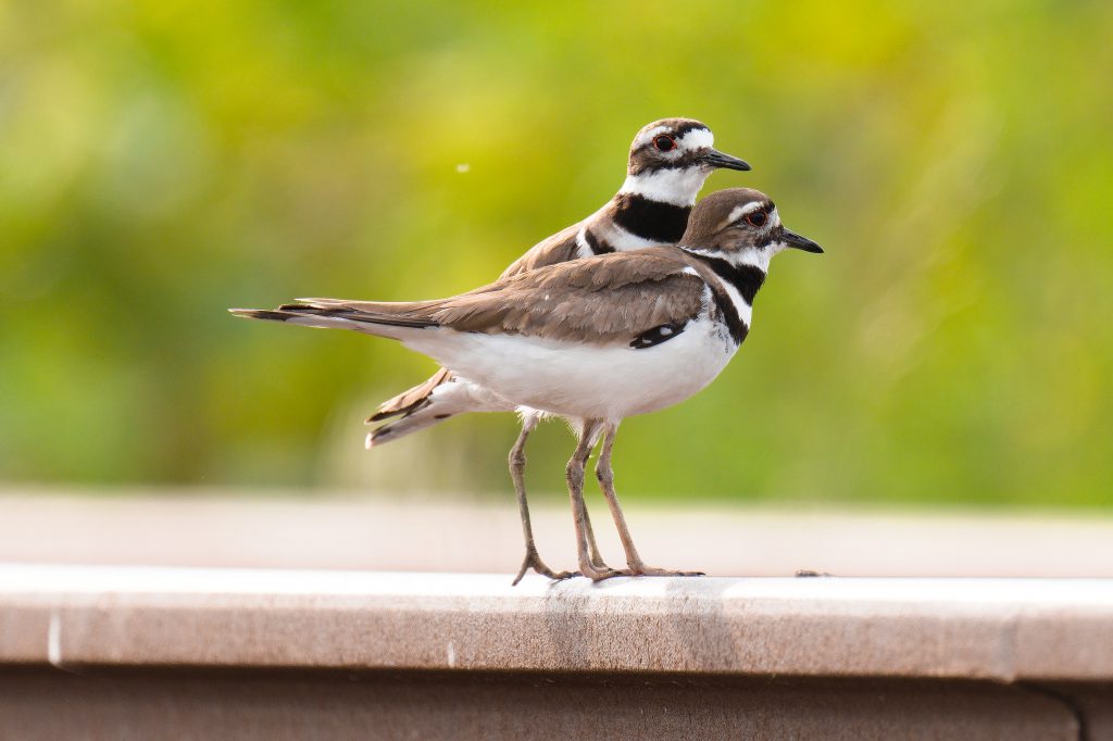 Killdeer, by John Drake