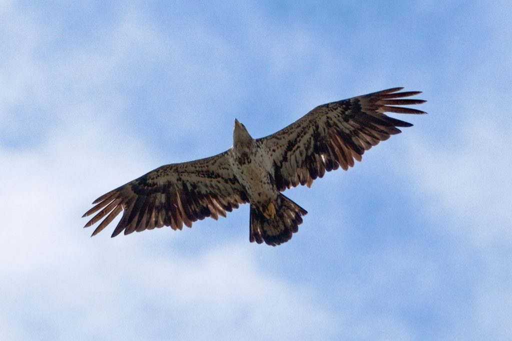 Bald Eagle, by John Drake