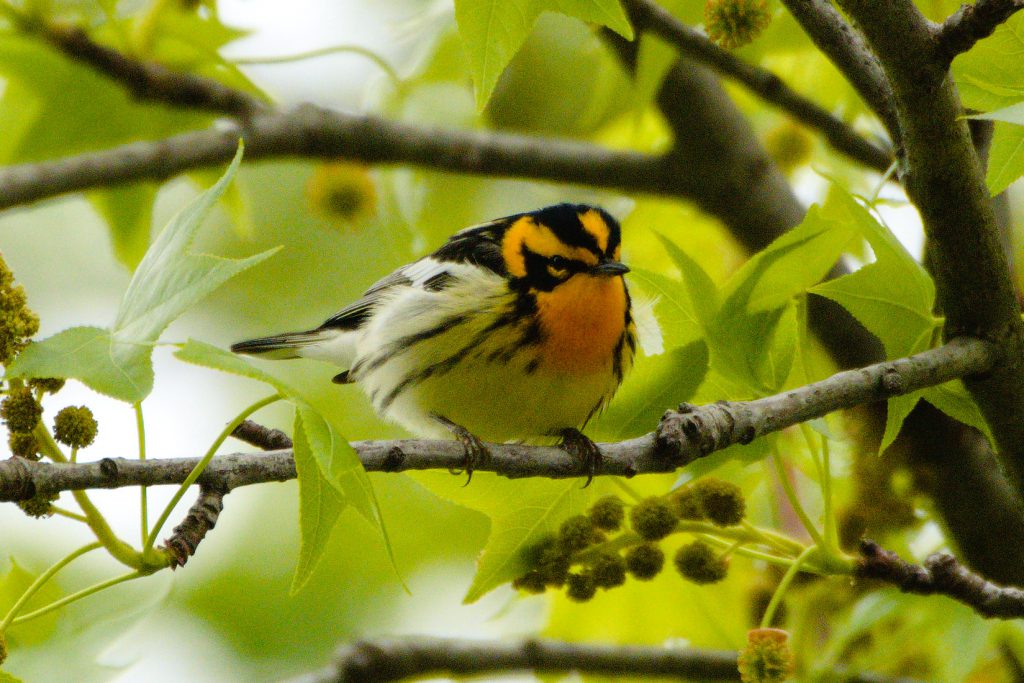 Blackburnian Warbler, by John Drake