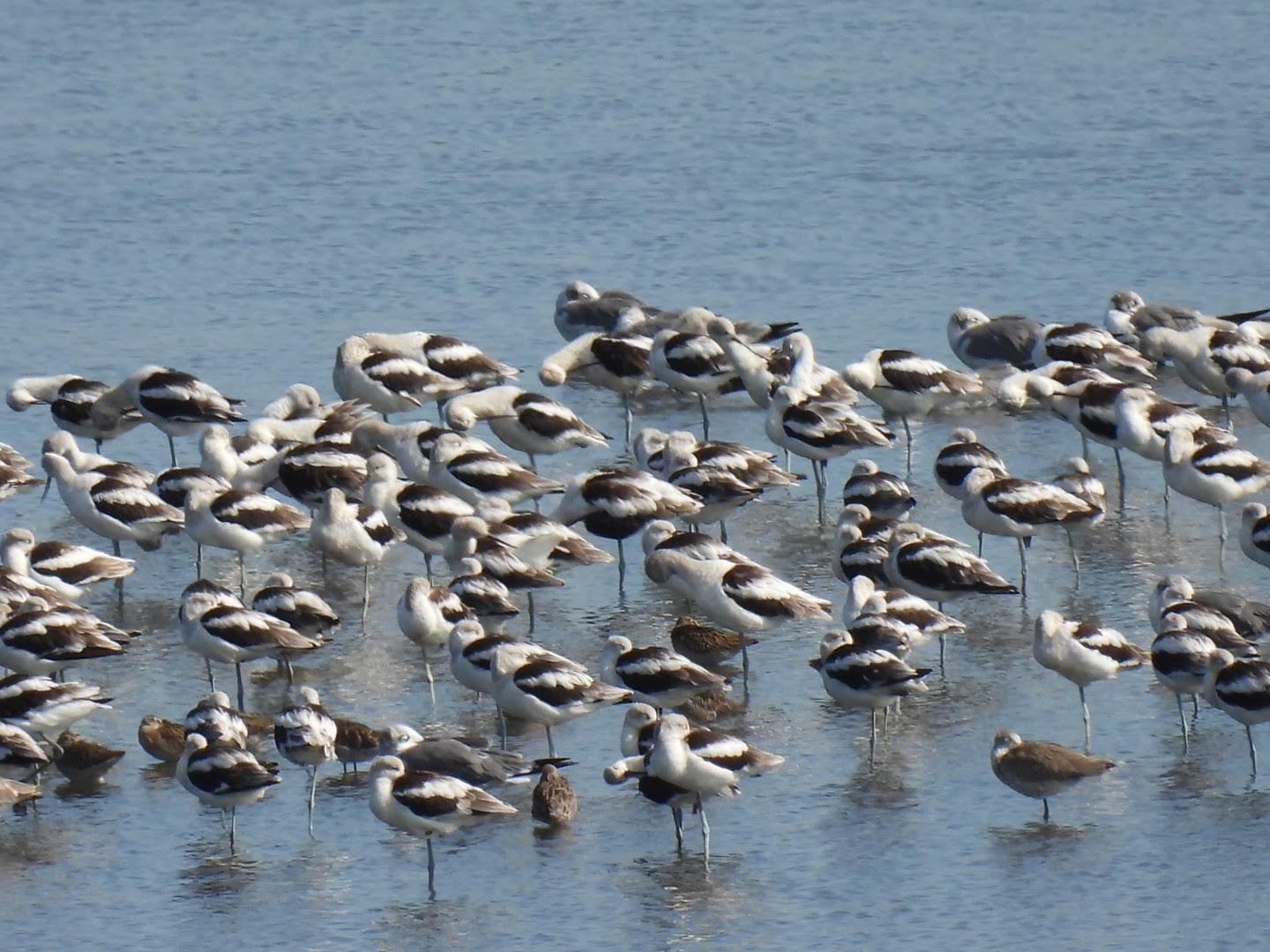 Shorebirds and More Birds at Bombay Hook National Wildlife Refuge