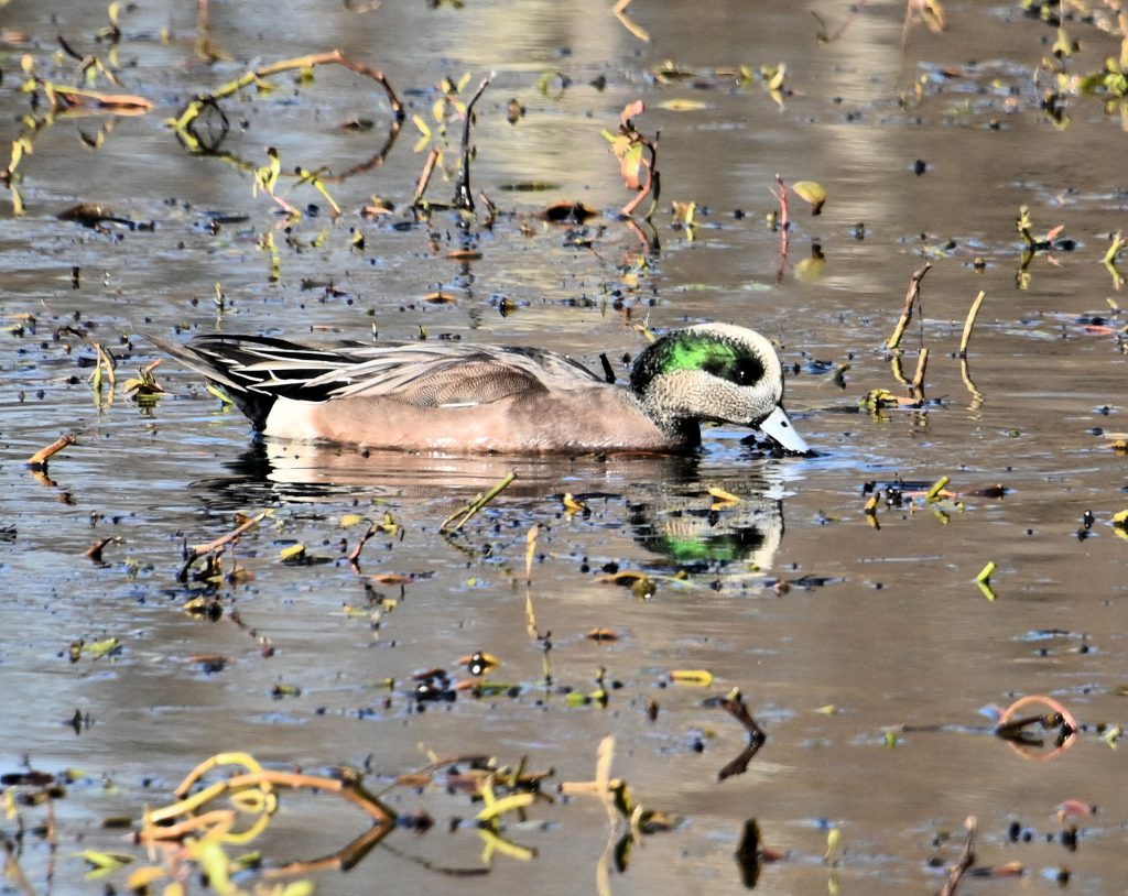 American Wigeon by Kay Meng