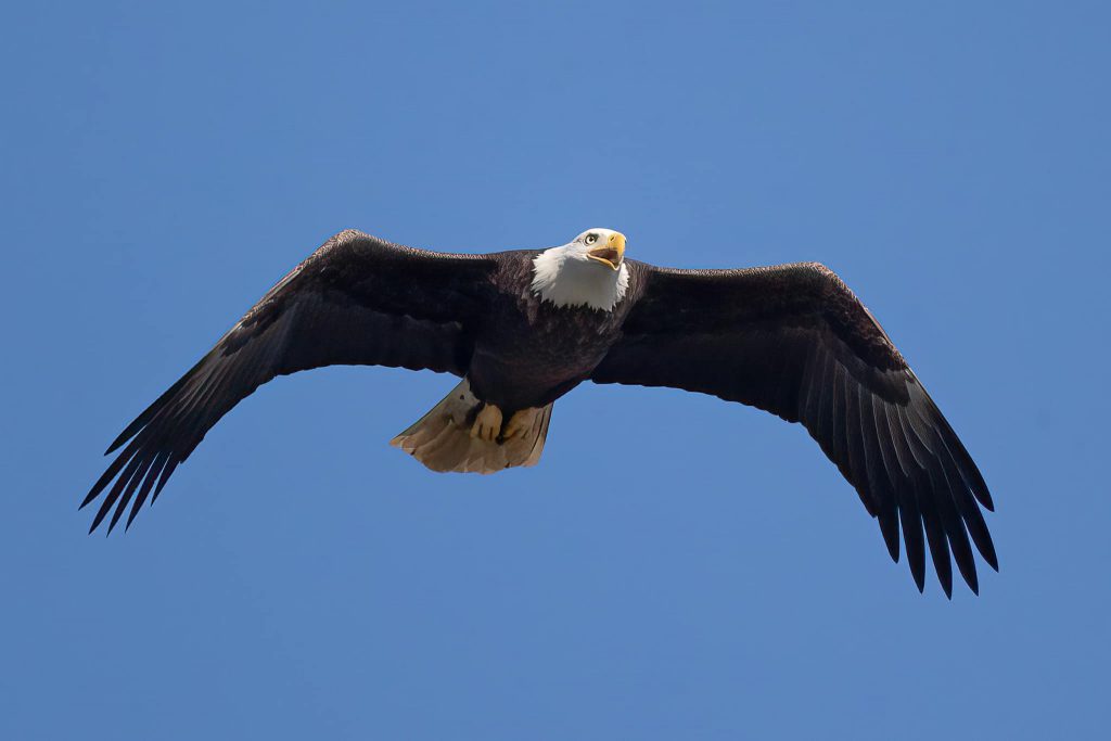 Bald Eagle by Bernice V. Coles