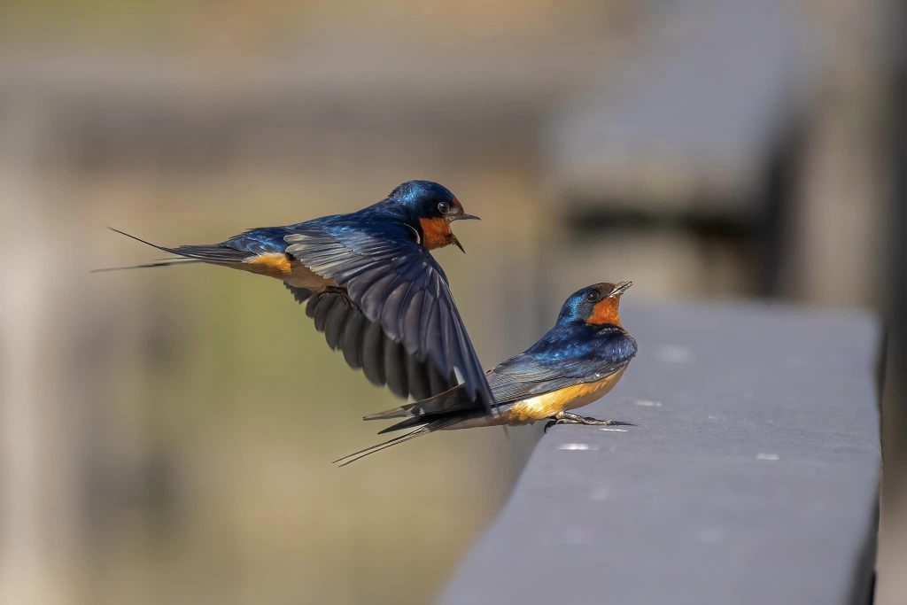 Barn Swallows by Bernice V. Coles