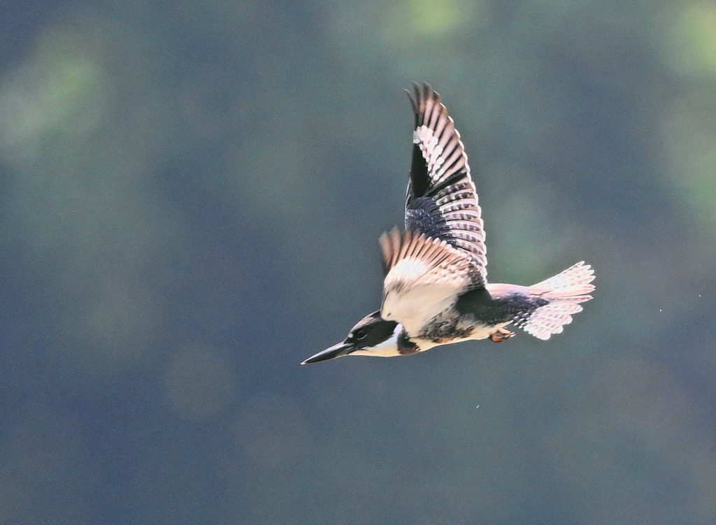 Belted Kingfisher diving, by Kay Meng