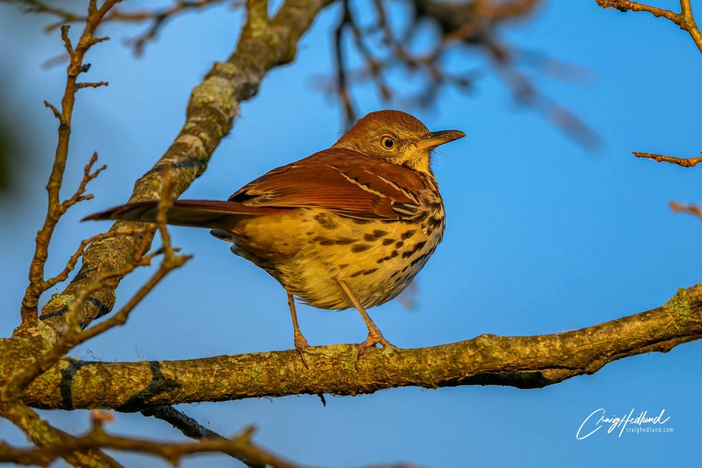 Brown Thrasher by Craig Hedlund