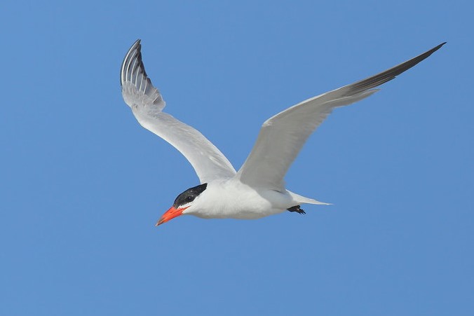 Caspian Tern by John McNamara