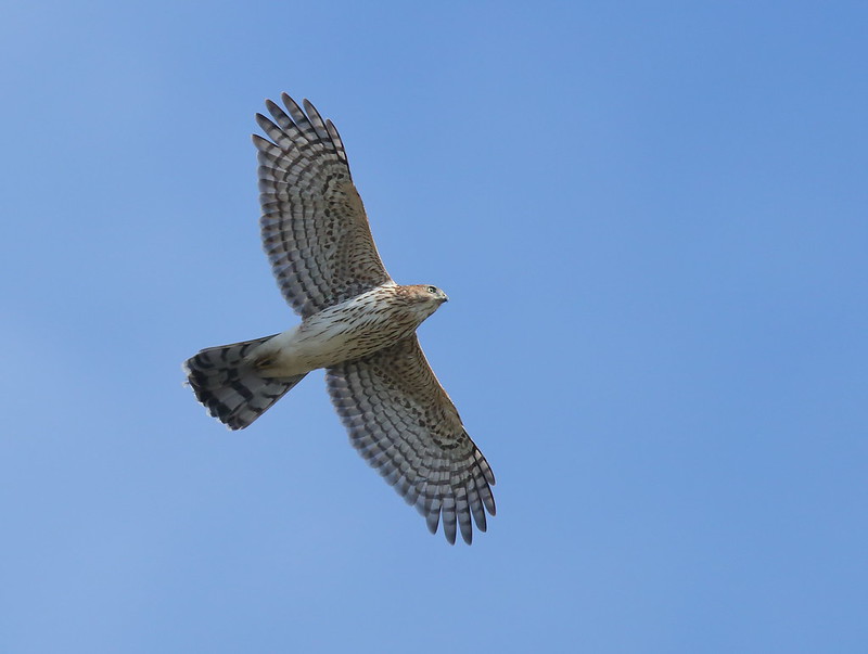 Cooper's Hawk by John McNamara