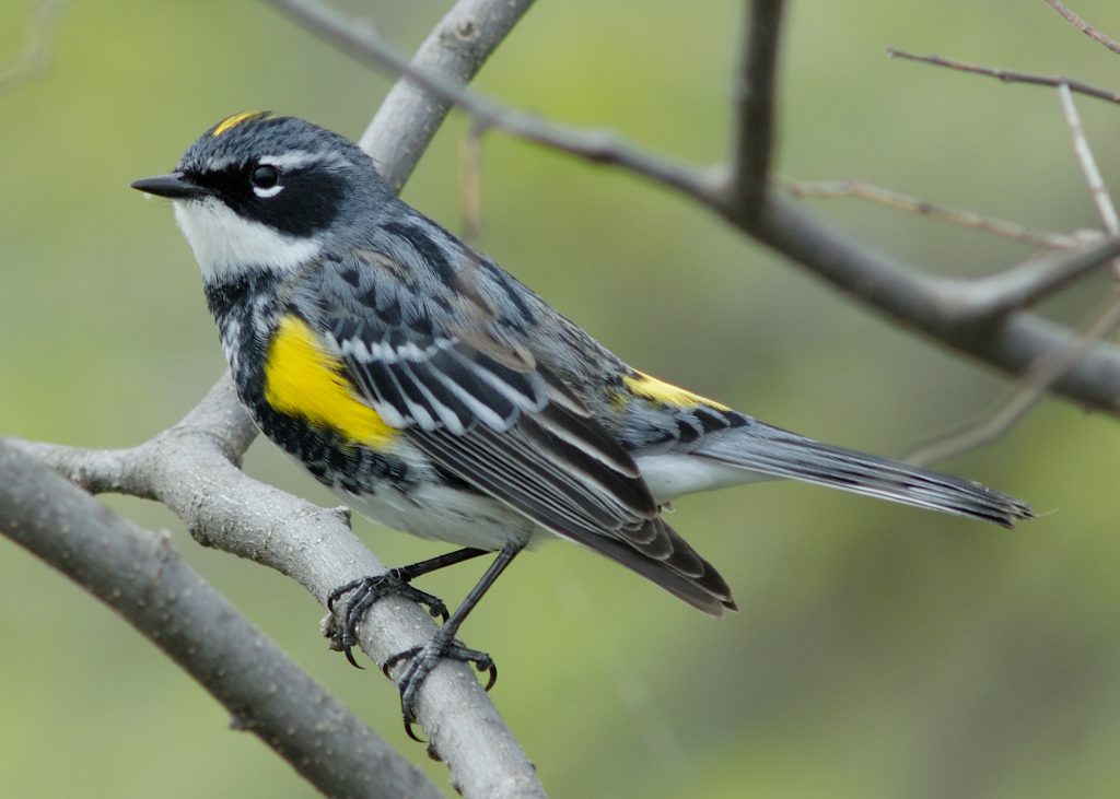 Yellow-rumped Warbler by Bill Moses