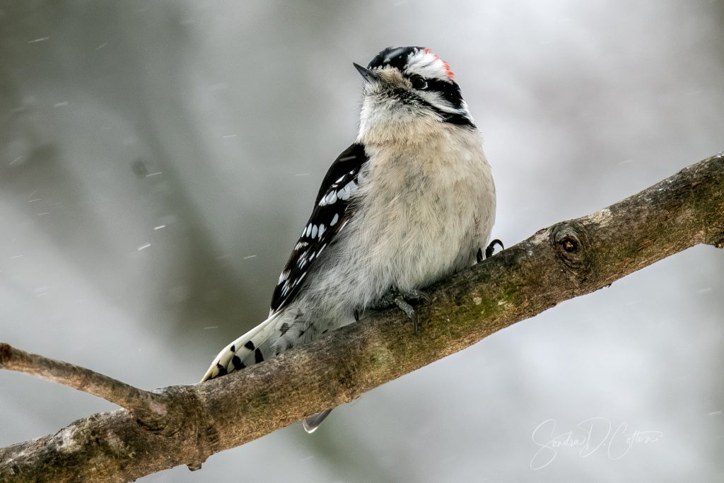 Downy Woodpecker by Sondra D. Cotton