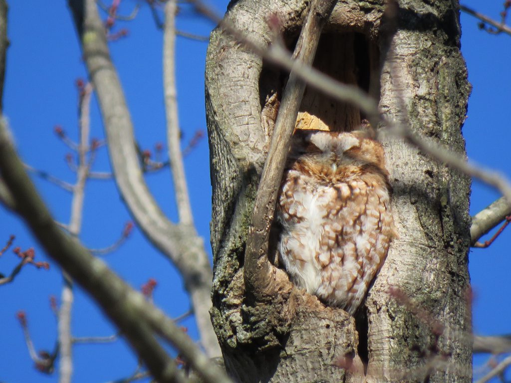 Eastern Screech-Owl by Debbie Beer