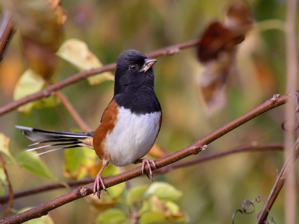 Eastern Towhee by John McNamara