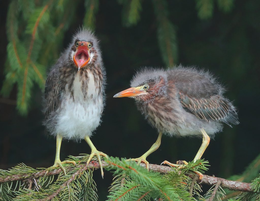 Green Heron chicks by John McNamara