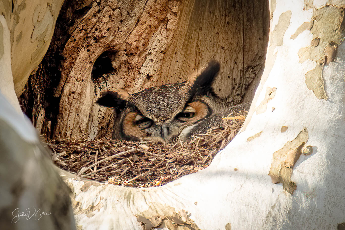 Great Horned Owl by Sondra D. Cotton