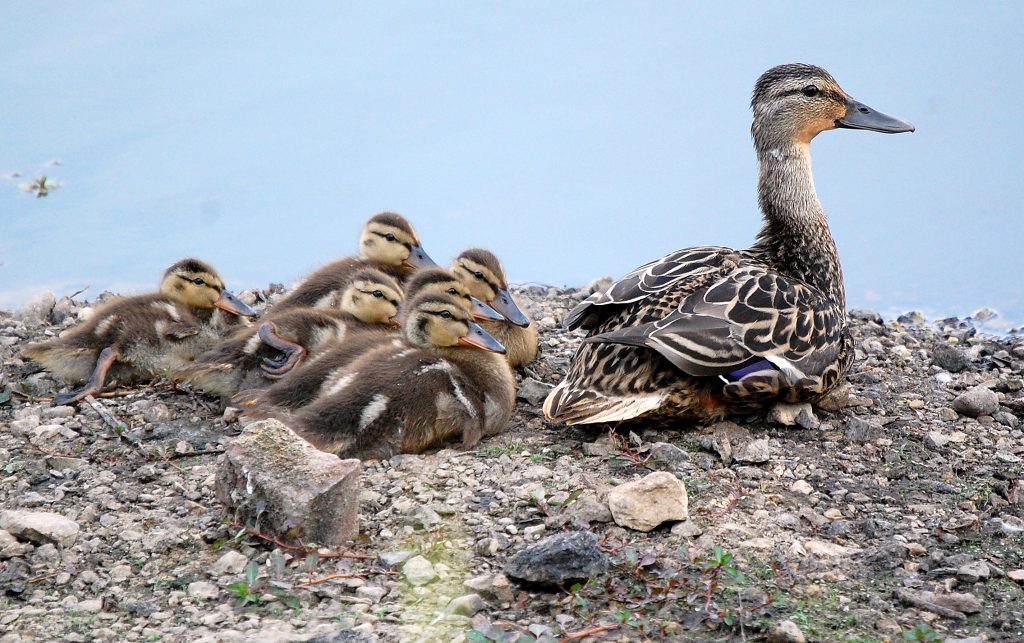 Mallard family by Kay Meng