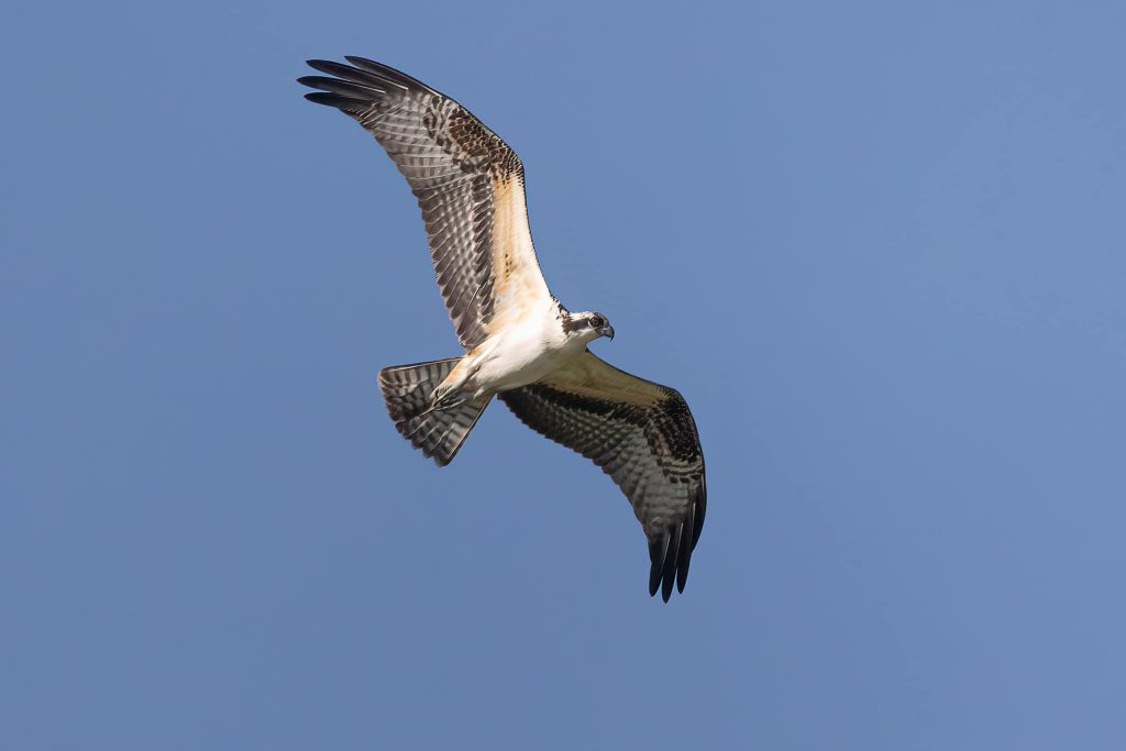 Osprey by Bernice V. Coles