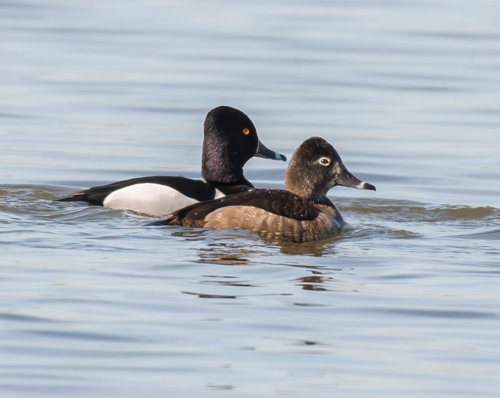 Ring-necked Ducks by Mark Schroeder