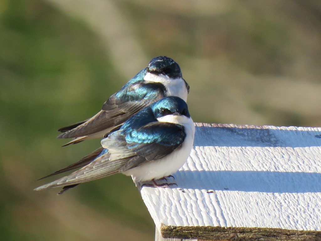 Tree Swallows by Debbie Beer