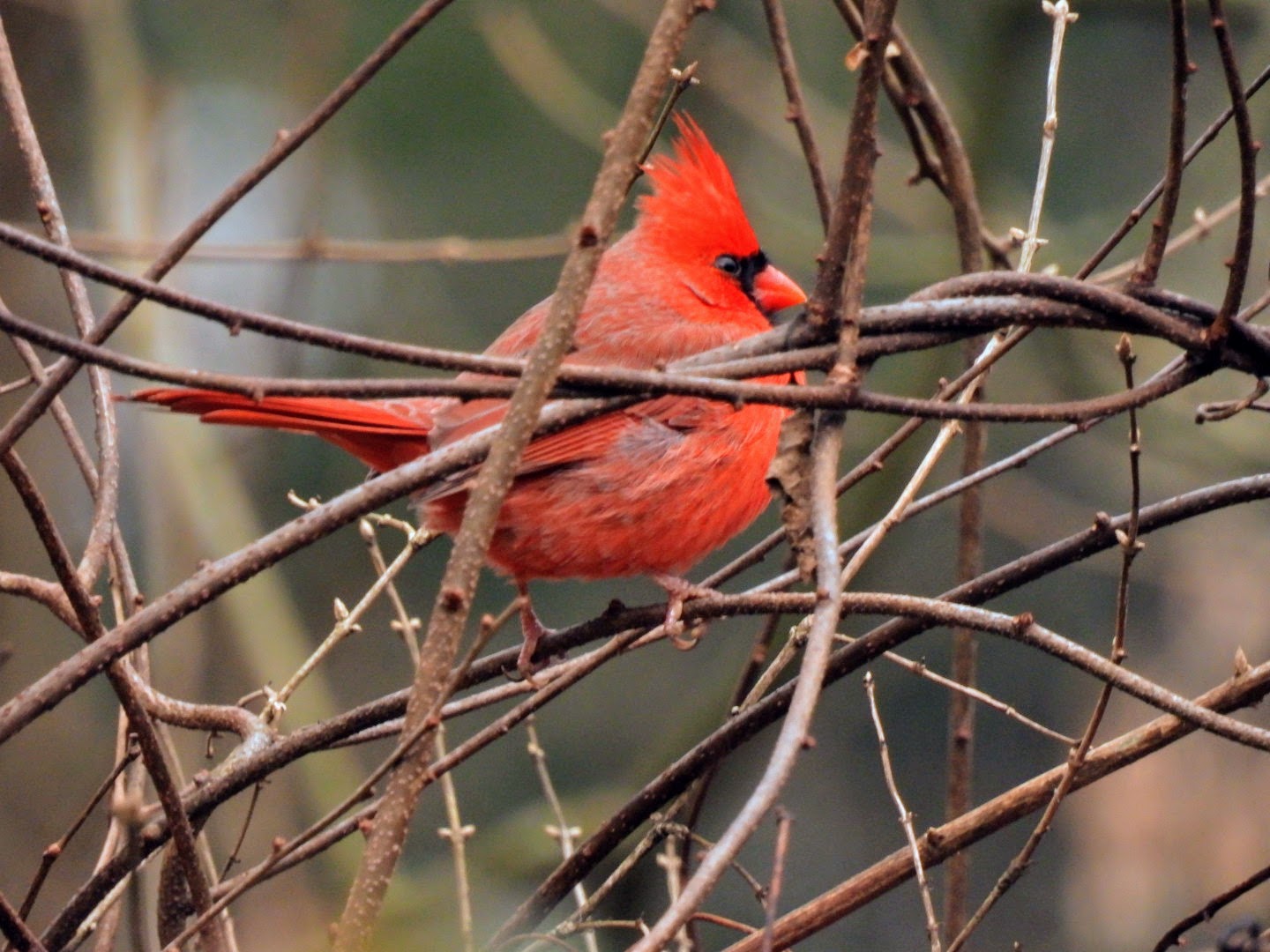 Bird Walk at Newlin Grist Mill Park