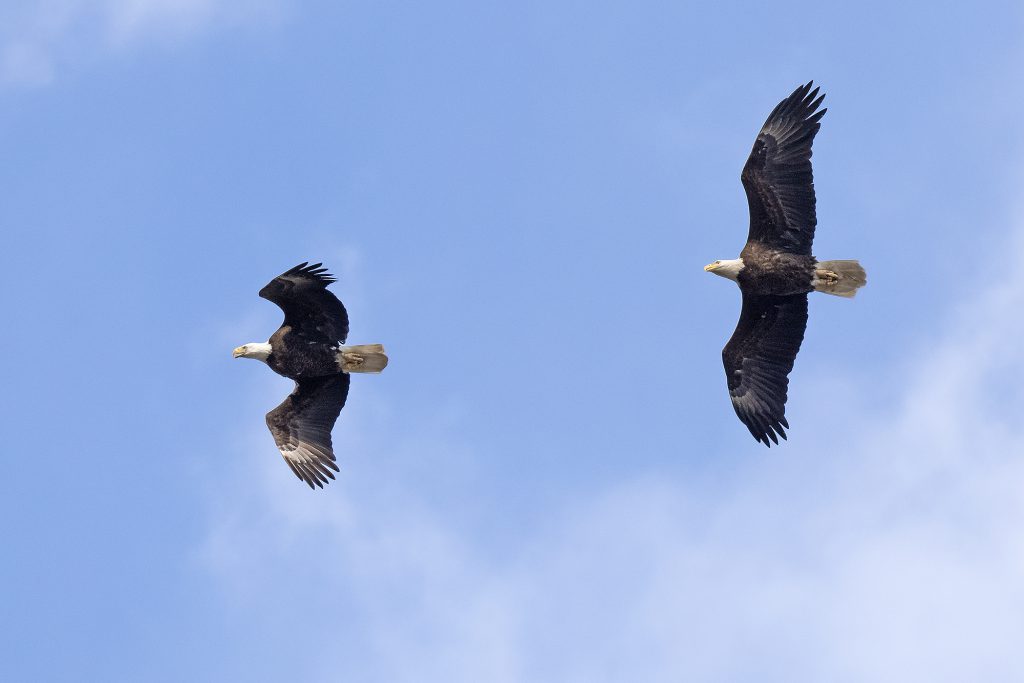 Bald Eagle pair in flight by Adrian Binns