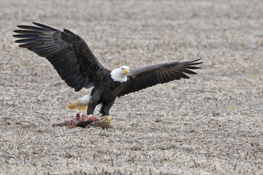 Bald Eagle with groundhog by Adrian Binns