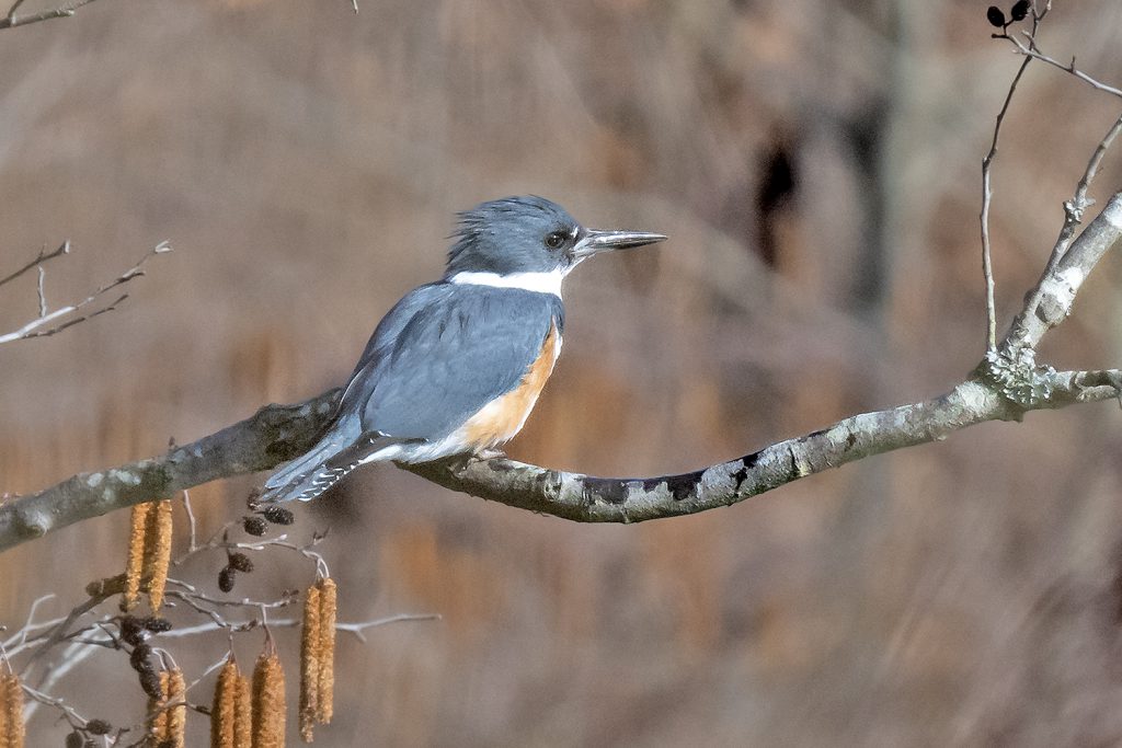 Belted Kingfisher by Adrian Binns