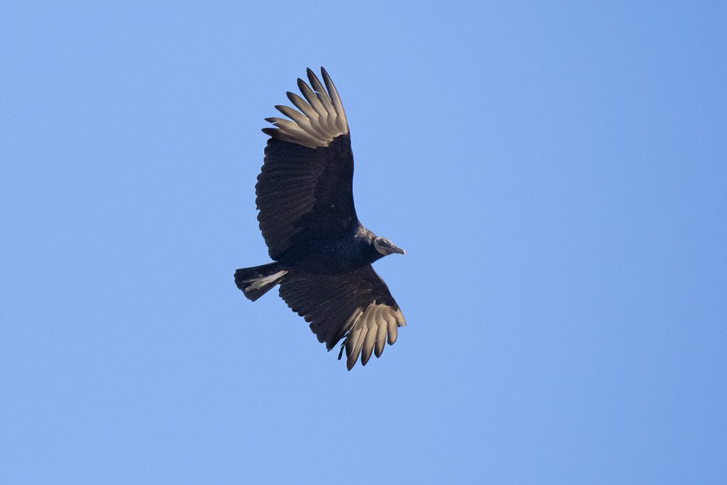 Black Vulture by Adrian Binns