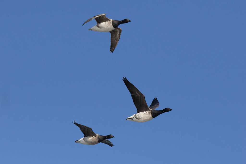 Brant by Adrian Binns