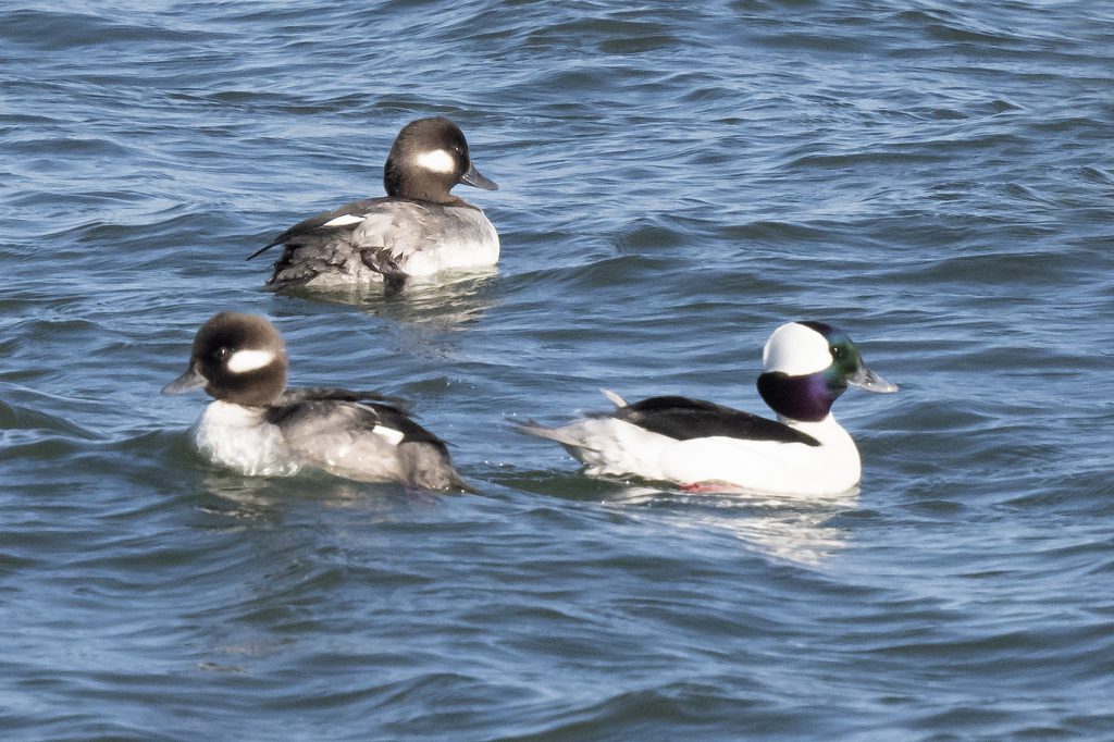 Bufflehead by Adrian Binns