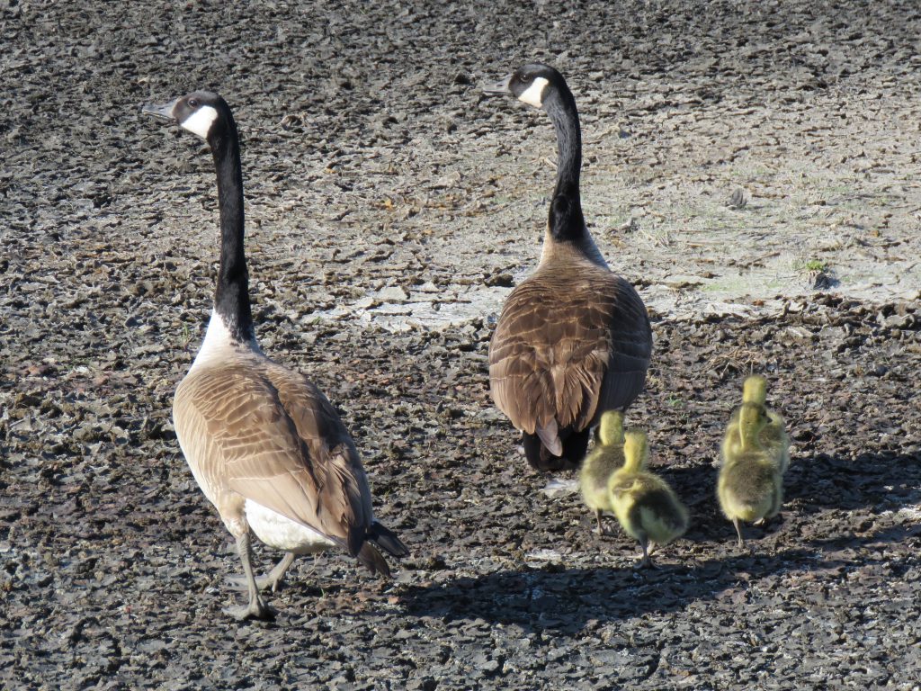 Canada Goose family by Debbie Beer