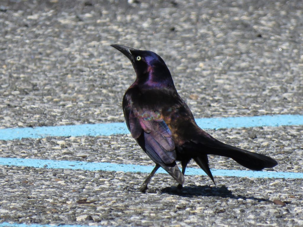 Common Grackle by Debbie Beer