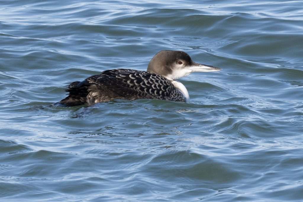 Common Loon by Adrian Binns