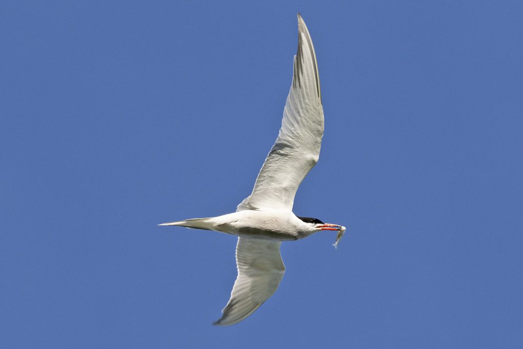Common Tern by Adrian Binns