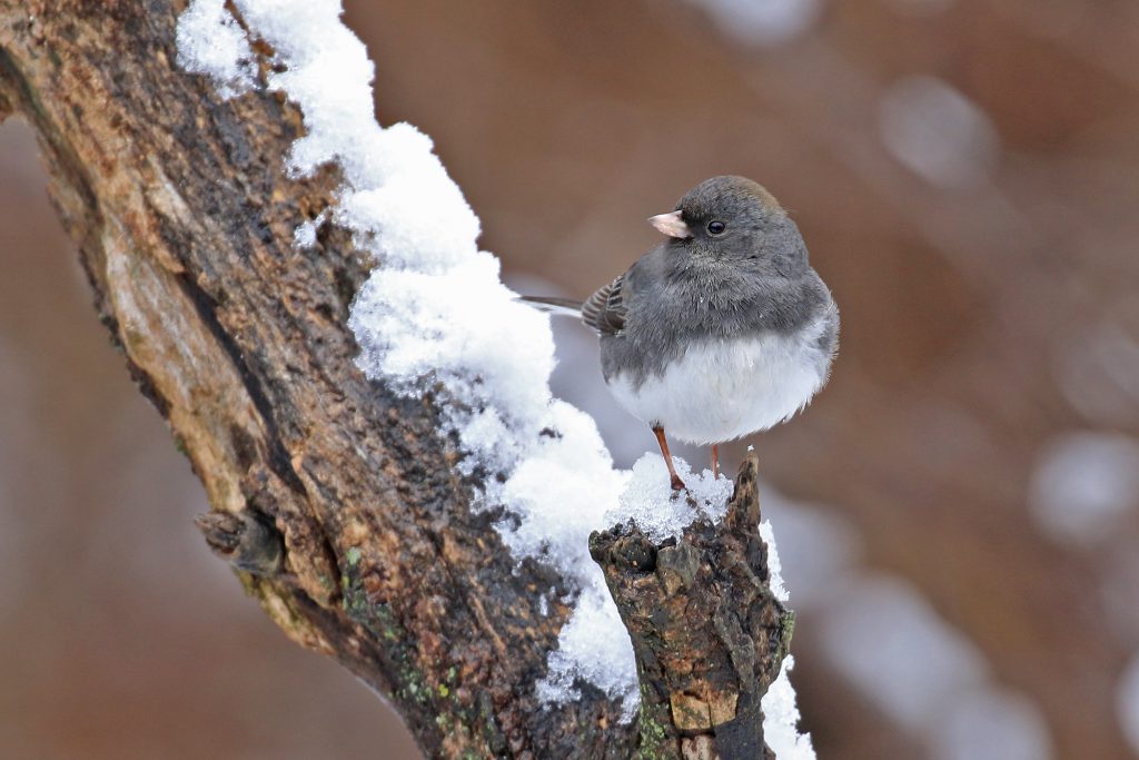 Dark-eyed Junco by Adrian Binns