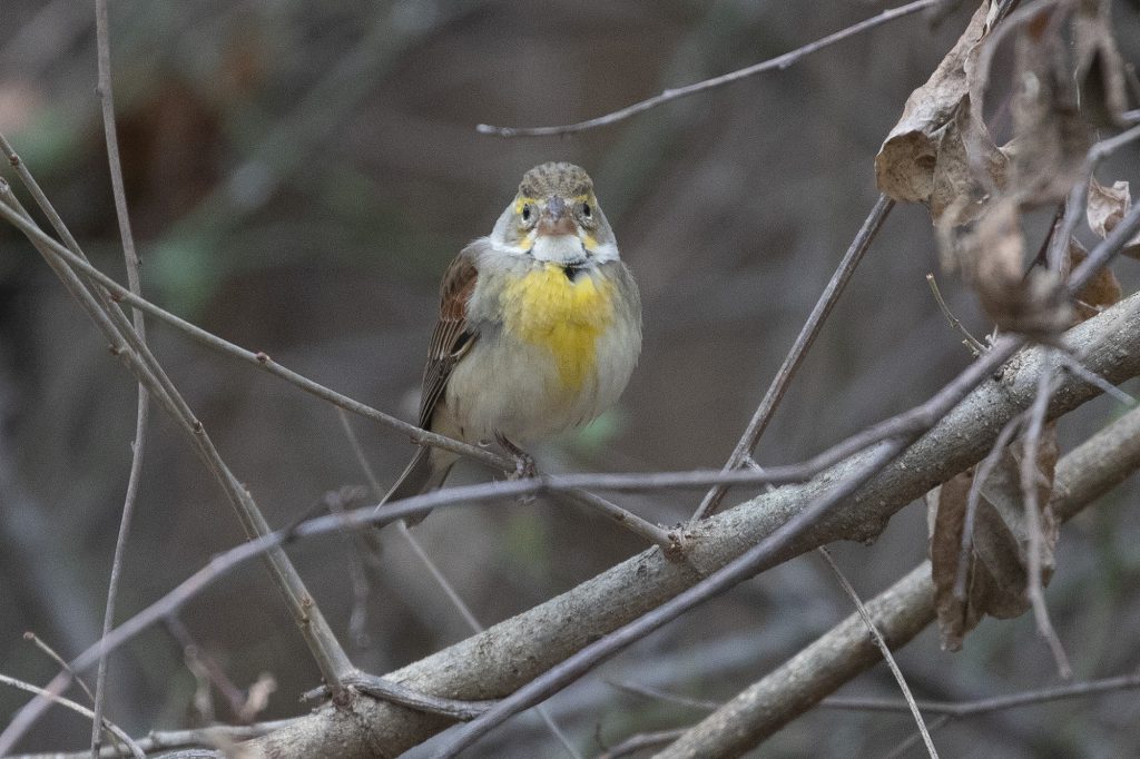 Dickcissel by Adrian Binns