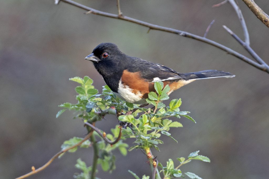 Eastern Towhee by Adrian Binns