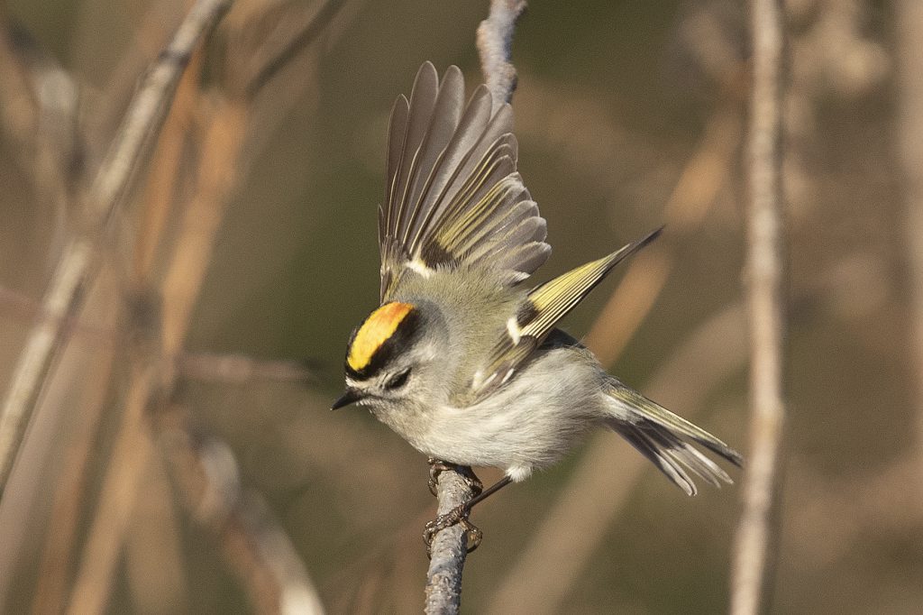 Golden-crowned Kinglet by Adrian Binns