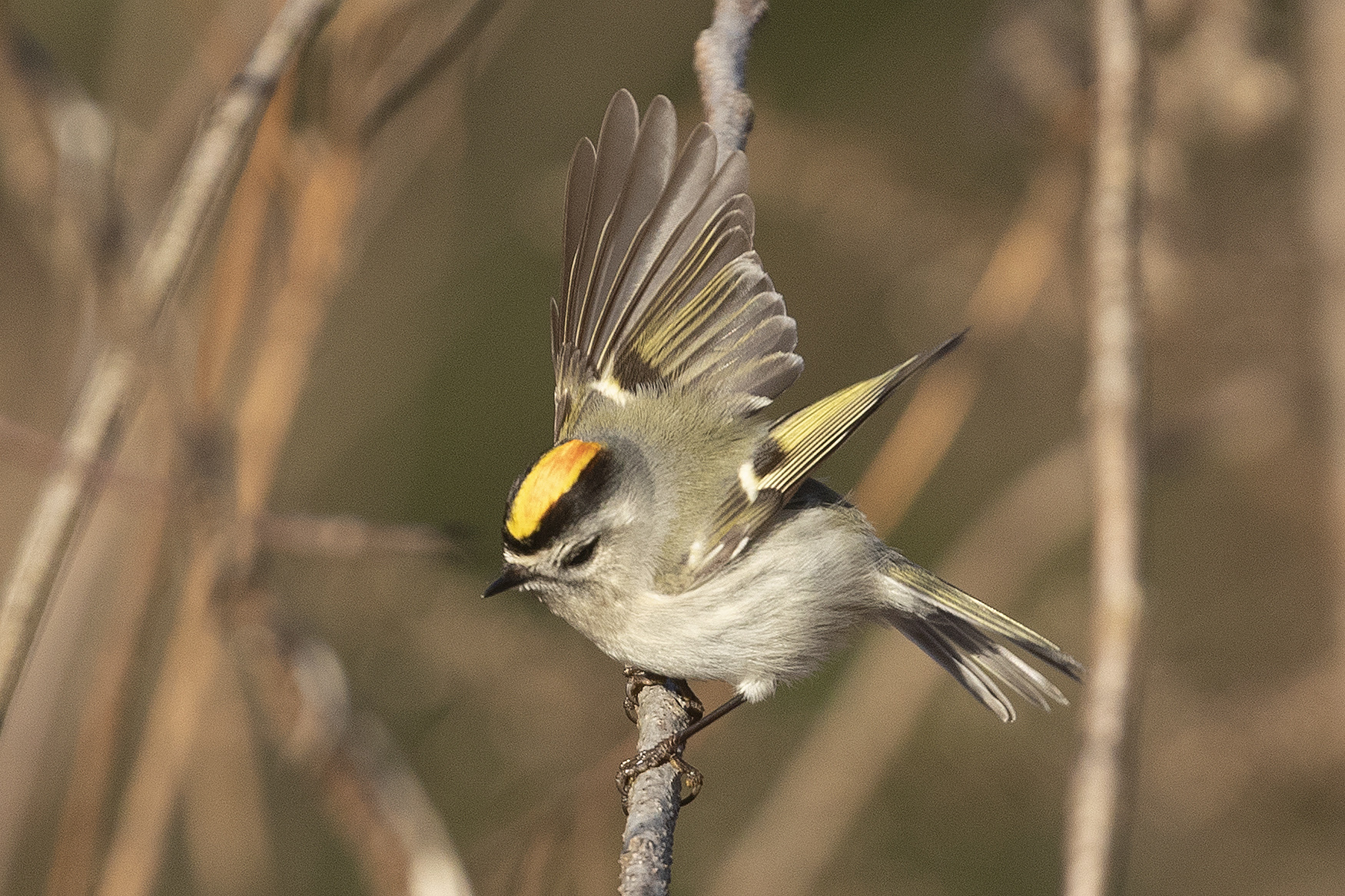 Bird Walk at Natural Lands' Hildacy Preserve for the Great Backyard Bird Count