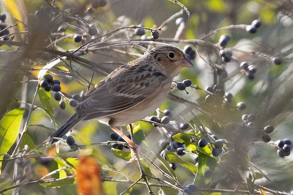 Grasshopper Sparrow by Adrian Binns