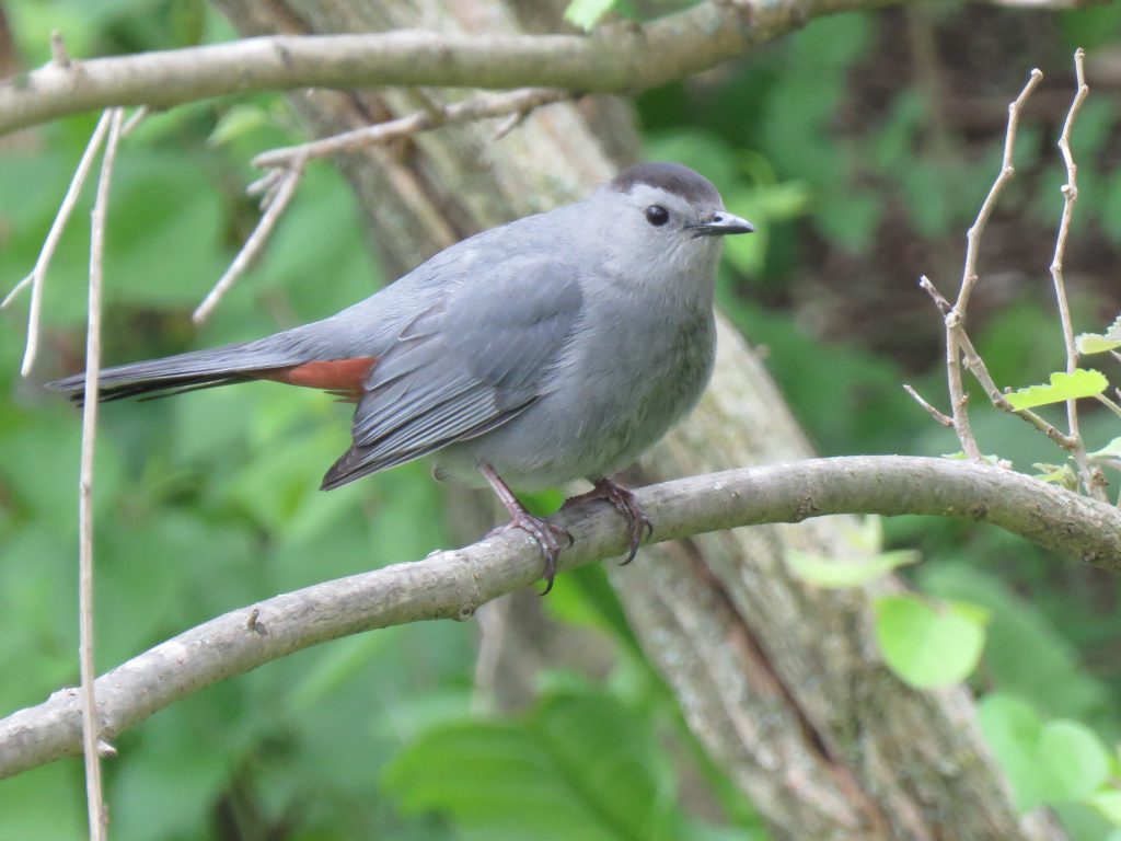 Gray Catbird by Debbie Beer