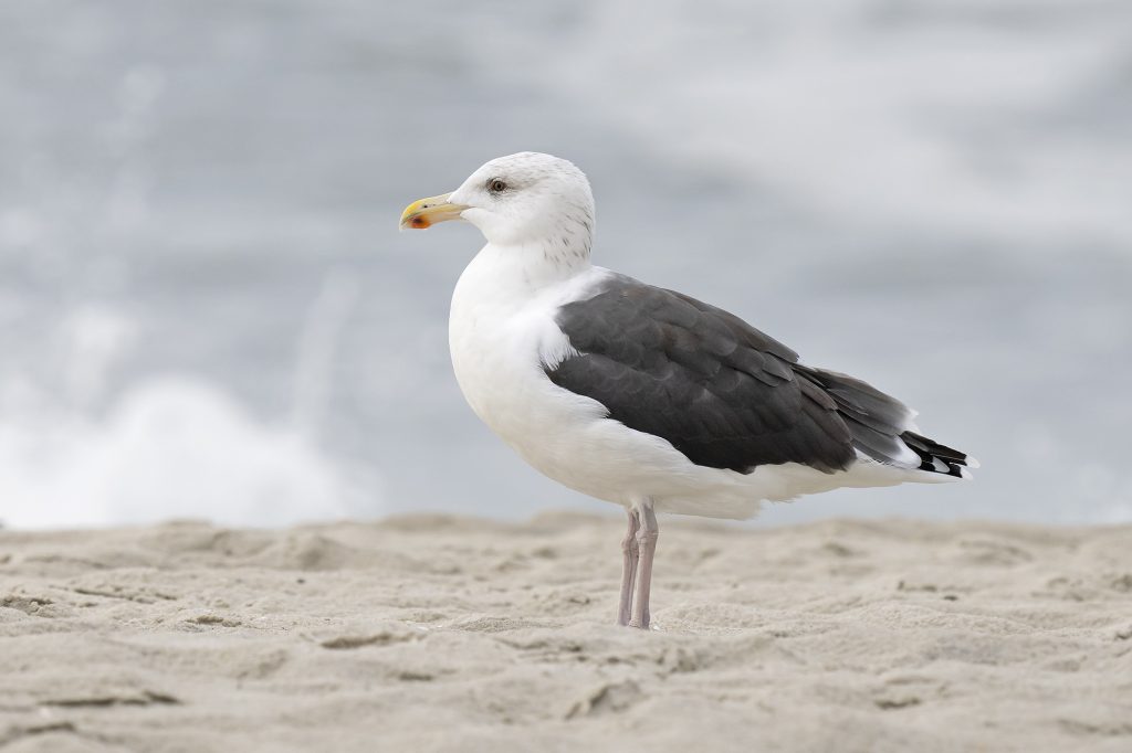 Great Black-backed Gull by Adrian Binns