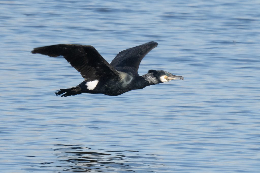 Great Cormorant by Adrian Binns