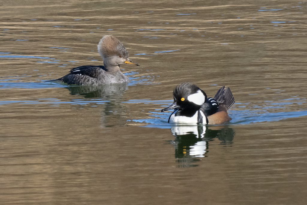 Hooded Merganser pair by Adrian Binns