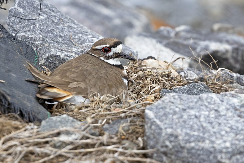 Killdeer on nest by Adrian Binns