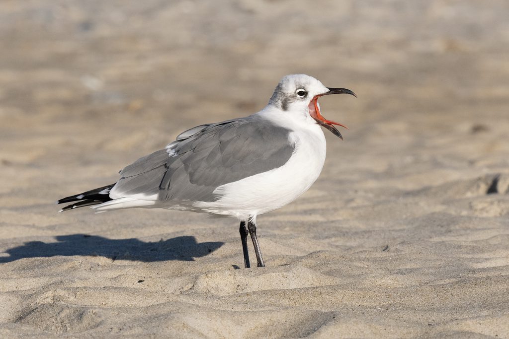 Laughing Gull by Adrian Binns