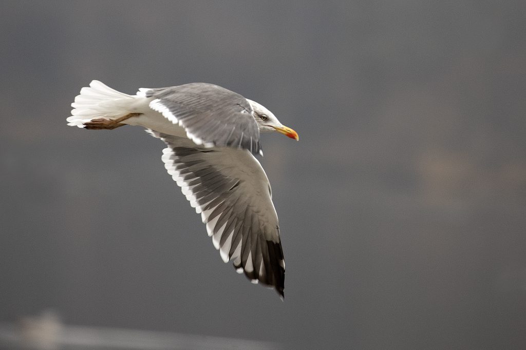 Lesser Black-backed Gull by Adrian Binns