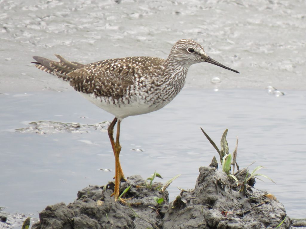 Lesser Yellowlegs by Debbie Beer